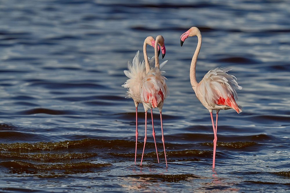 14 Days Tanzania Safari - Great Migration Ndutu Special - Tanzania safari gallery image